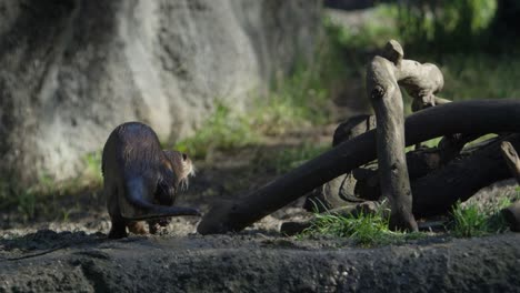 Der-Vom-Schwimmen-Durchnässte-Otter-Läuft-In-Zeitlupe-Um-Einen-Haufen-Stöcke-Herum