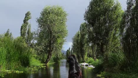 black-dog-traveling-through-Xochimilco-lake-looking-at-landscape