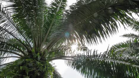 Light-shining-through-palm-leaves