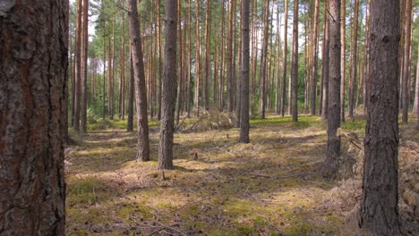 Polish-forest-in-the-summer