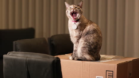 Brown-Cat-Standing-and-Yawning-On-The-Top-Of-The-Paper-Box---Slow-Motion-Shot