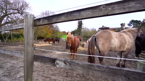 Group-of-brown-horses-standing-and-eating-straw-in-slow-motion