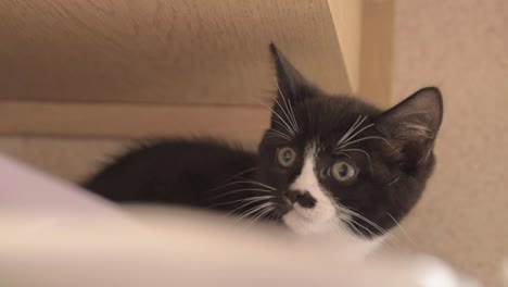 Neugieriges-Süßes-Schwarz-weißes-Kätzchen,-Das-Sich-In-Mittlerer-Aufnahme-Umschaut