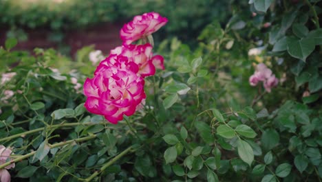Rosa-Rosa-En-El-Jardín