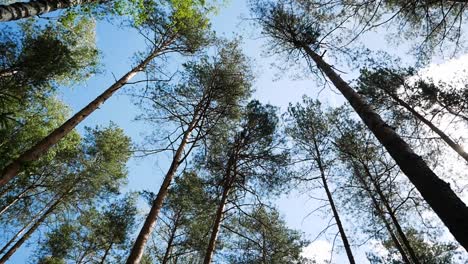 View-up,-bottom-view-of-pine-trees-in-forest-in-sunshine