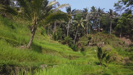 Panning-shot-of-Tegalalang-Rice-Paddies-with-tourists-in-the-background-in-Ubud,-Bali,-Indonesia