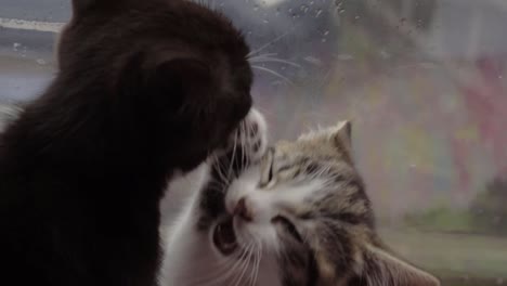 Funny-cute-kittens-licking-food-of-each-others-faces