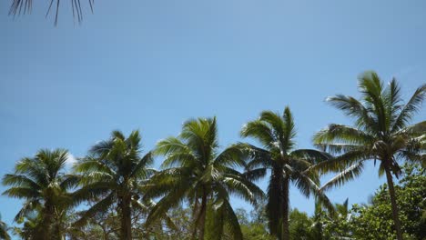 Fünf-In-Einer-Reihe-Aufgereihte-Kokospalmen-Mit-Perfekt-Blauem-Himmel-Im-Hintergrund