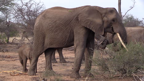 An-old-female-elephant-grazes-in-the-wild-with-her-small-calf