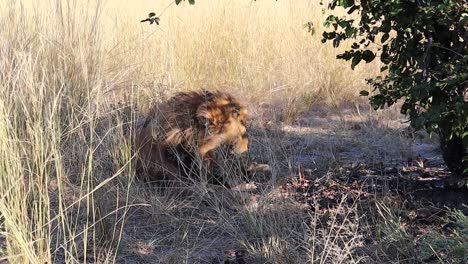 Männlicher-Afrikanischer-Löwe-Entspannt-Sich-Im-Hohen-Schattigen-Gras-In-Botswana,-Afrika
