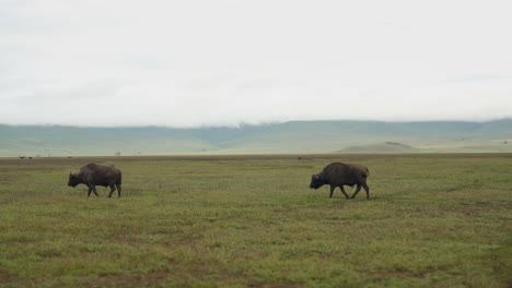 Two-Cape-Buffalo-walk-through-open-grassland,-Ngorogoro-Crater,-Tanzania