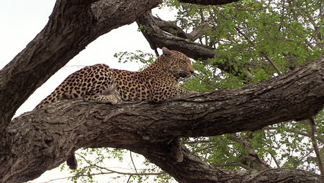 Schöner-Leopard,-Der-Auf-Einem-Baum-Ruht
