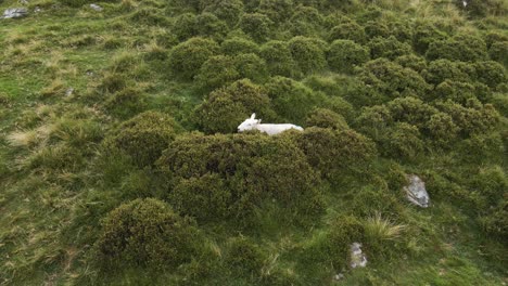 A-Lone-Sheep-Hiding-Between-The-Green-Grass-By-The-Wicklow-Mountains-In-Ireland