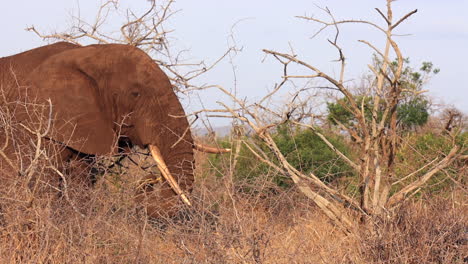 Elephant-with-misshaped-tusk-eats-branches-in-arid-Thanda-landscape