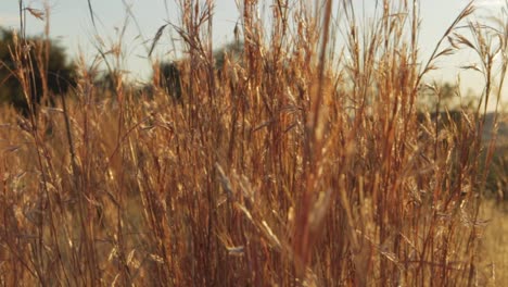 Dry-wheat-in-a-field