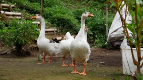 A-group-of-geese-are-standing-together,-roaming-free-in-the-backyard-of-a-farm