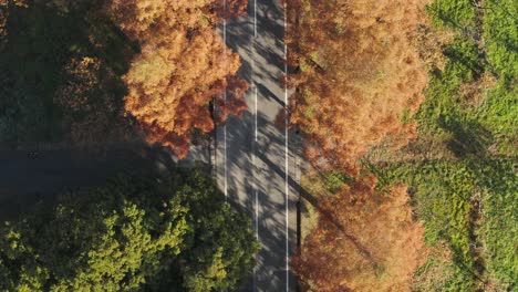 People-walk-and-cars-pass-along-road-shaded-by-metasequoia-trees-in-Japan