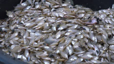 Close-Shot-of-Flies-on-Raw-Fish