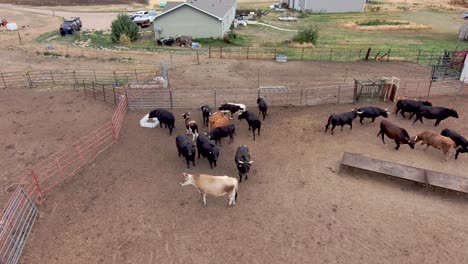 American-beef-elevated-in-this-drone-shot-of-healthy-grass-fed-ranching