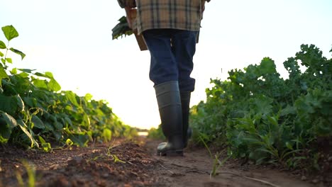 Back-view-of-man-farmer-carrying-harvest-wearing-rubber-boots-in-green-field-in-the-rays-of-the-sun-at-sunset