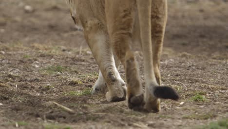 lioness-walking-in-slow-motion