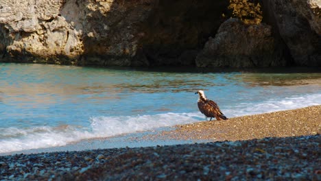 A-beautiful-Osprey-bird-washing-itself-in-salt-water-on-the-beach-of-Curacao---Wide-shot