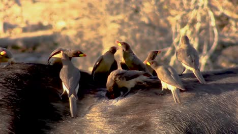 A-smooth-steady-tight-clip-of-Yellowbilled-Oxpeckers-cleaning-parasites-and-ticks-from-a-buffalo's-back