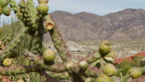 Shot-of-mountains-in-focus,-then-racking-focus-to-cactus-plant-in-foreground-in-Arizona