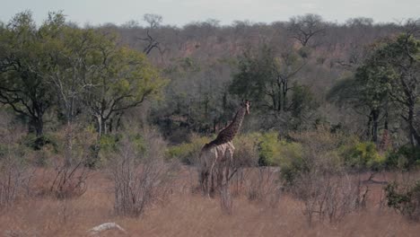 Giraffe-Im-Afrikanischen-Busch