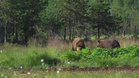 Two-Wild-Bears-Eating-A-Dead-Carcass-Behind-The-Lush-Plants-At-The-Savanna---wide-shot