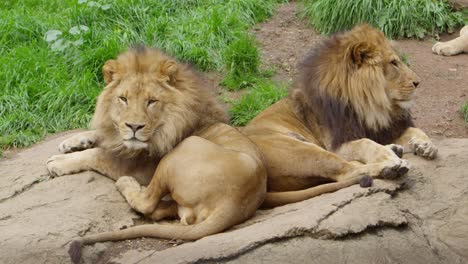 sleeping-male-lions-wake-up-slow-motion