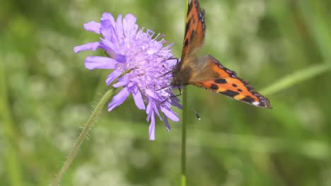 Nahaufnahme-Eines-Wunderschönen-Schmetterlings,-Der-Bei-Sonnenlicht-Auf-Einer-Blume-Sitzt