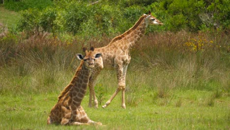 Das-Giraffenbaby-Läuft-über-Das-Gras,-Während-Der-Erwachsene-In-Die-Kamera-Schaut