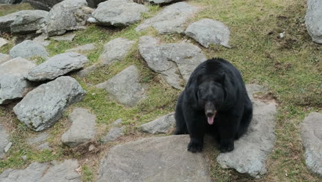A-wide-shot-black-bear-sitting-down-in-a-mountain-habitat