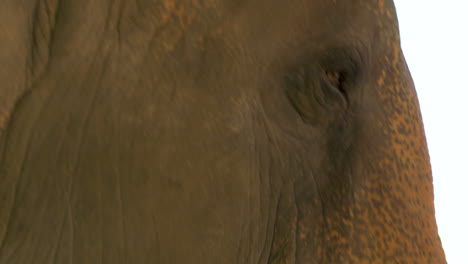 Nahaufnahme-Des-Gesichts-Und-Des-Mauls-Eines-Elefanten,-Während-Er-Futter-Kaut