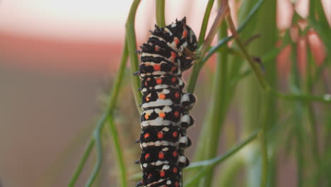 Macro-shot-of-a-swallowtail-butterfly-caterpillar-as-it-rests-on-a-branch-of-anise-and-then-begins-to-move