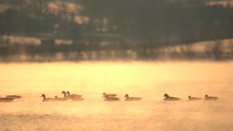 Flock-of-Canada-geese-swimming-in-misty-lake