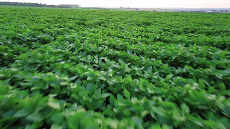 Flight-over-a-soybean-plantation-in-a-Brazilian-farm