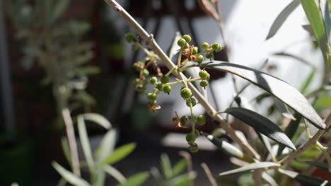 Close-up-shot-of-growing-olives-on-olive-tree-during-sunny-day-in-nature-outdoors