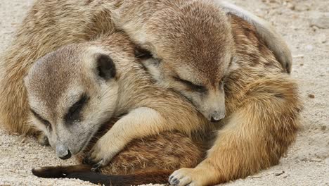 Macro-close-up-of-sleeping-and-dreaming-meerkats-babies-outdoors-in-nature