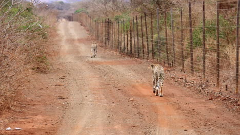 Two-African-Cheetahs-walk-along-roadside-fence-in-Thanda-Reserve