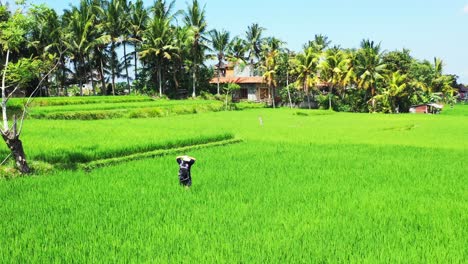 A-Woman-Tourist-Lost-In-The-Beautiful-Green-Farmlands-Of-Indonesia---Wide-Rolling-Shot