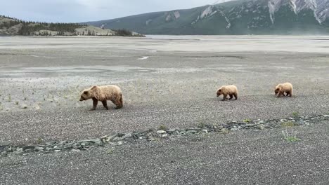 Grizzle-bear-mom-and-cubs-walk-together-in-Yukon,-tracking-shot