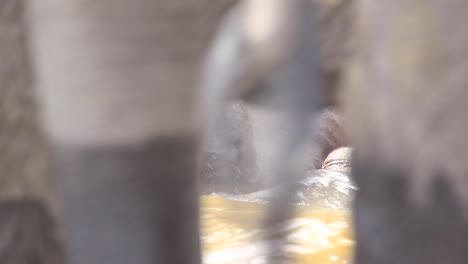 Süßes-Elefantenbaby-Spielt-Am-Wasserrand,-Während-Erwachsene-Elefanten-Vorbeigehen