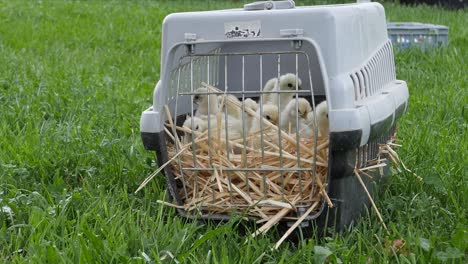 Domesticated-Farm-Animals---White-Silkie-Chicken-Chicks---in-Metal-Cage