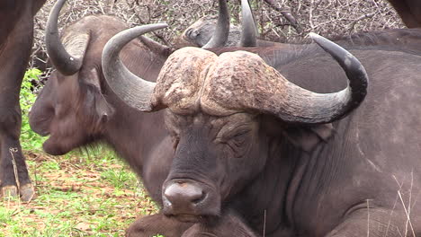 Nahaufnahme-Eines-Afrikanischen-Kapbüffels-Beim-Wiederkäuen.-Statisch
