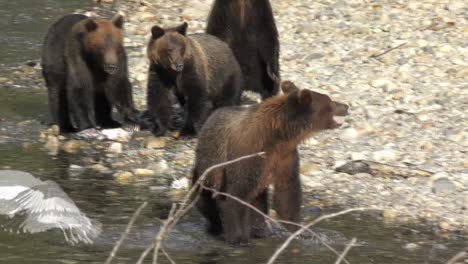 Wild-bears-eating-salmon-and-hear-something