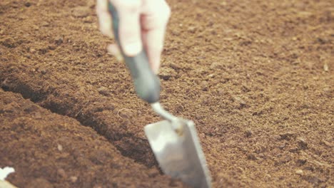 Making-row-in-compost-soil-with-trowel-to-sow-seeds-CLOSE-UP