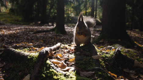 Close-dark-shot-of-squirrel-eating-and-running-out-of-frame-in-forest