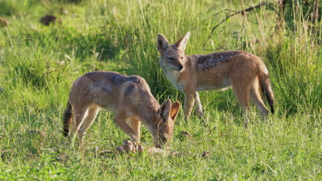 Two-Black-Backed-Jackals-scavenge-an-old-carcass-in-a-grassy-field